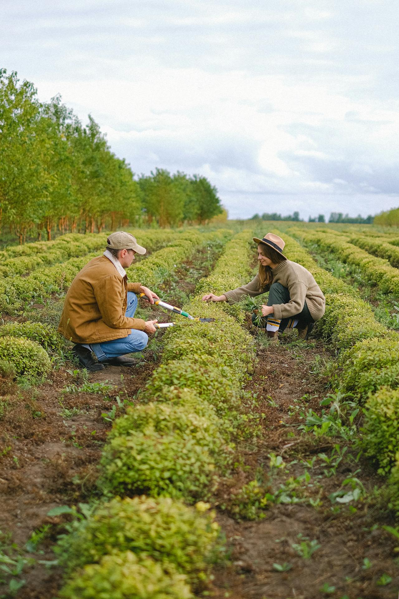 Agriculture Investment: Feeding the World, Growing Your Wealth